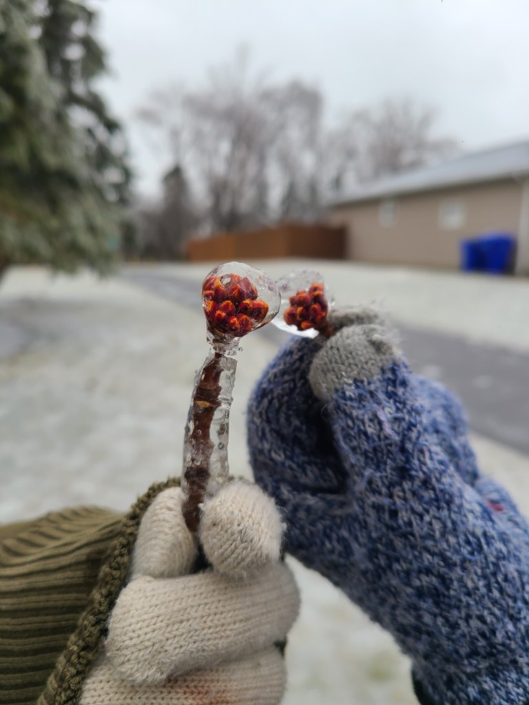 Photograph of two hands coming together, both holding up buds from a tree that were completely covered in ice...