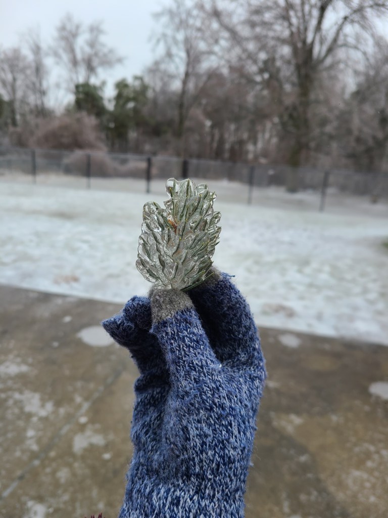 Plant encapsulated in ice