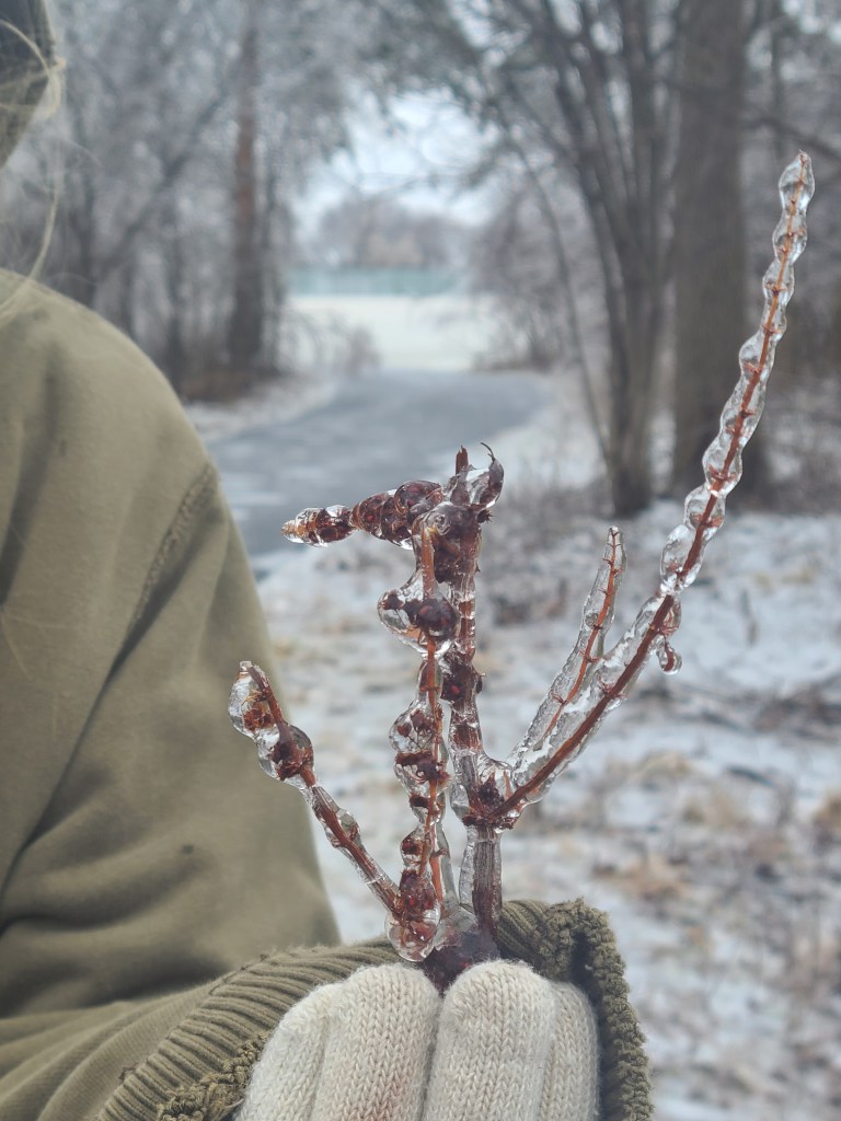 Plant encapsulated in ice