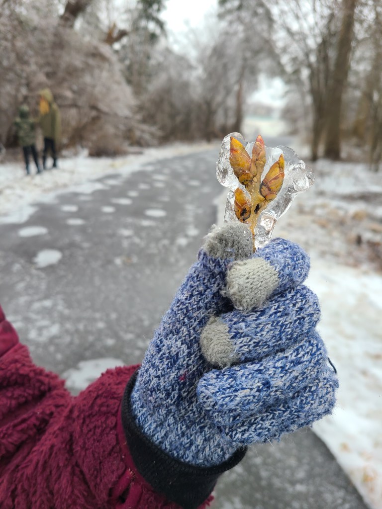 Plant encapsulated in ice