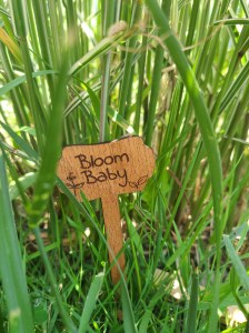 Photo of Japanese Grass with wooden plant stake that reads "Bloom baby"