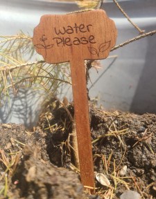 Funny wooden plant stake that reads "Water, please."