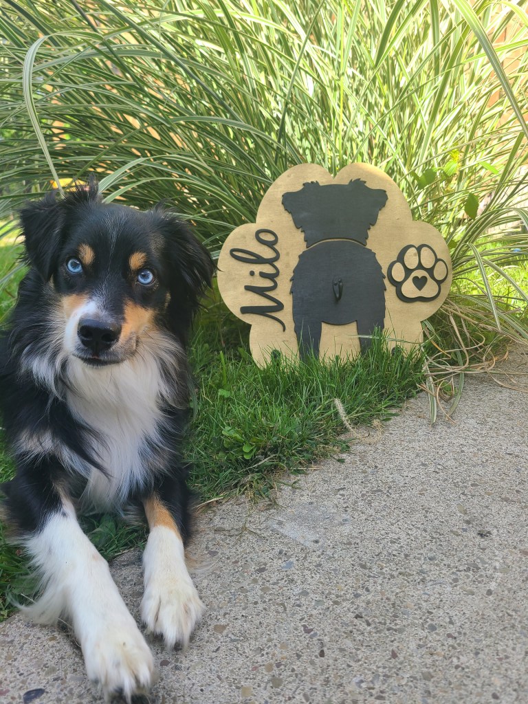 Photograph of multi-layered wooden sign that is in the shape of a paw print and has three hooks for holding leashes and other accessories. Photograph features a black tri mini australian shepherd as the model for the sign