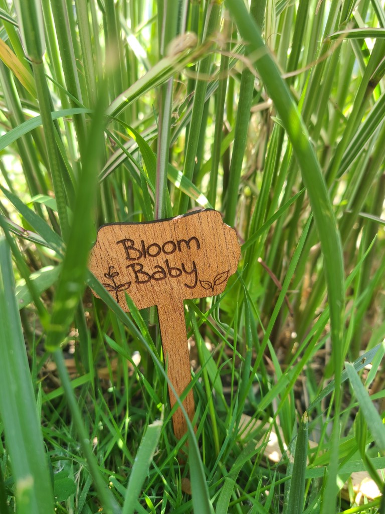 Photo of Japanese Grass with wooden plant stake that reads "Bloom baby"